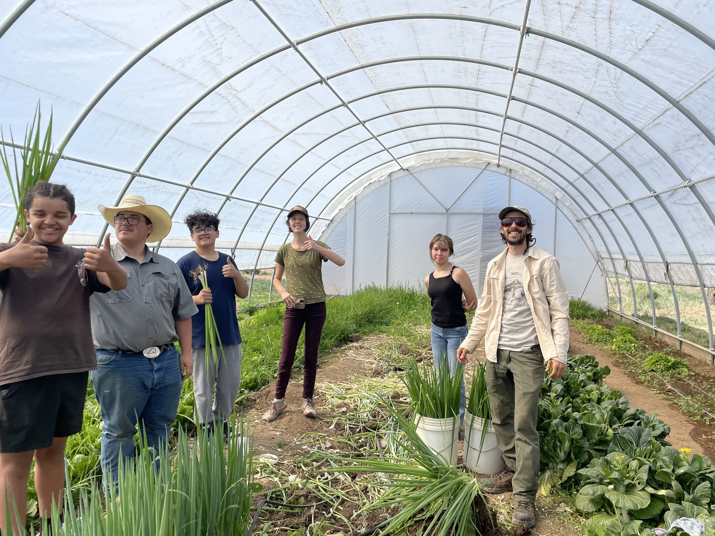 green onion harvest_greenhouse.jpeg