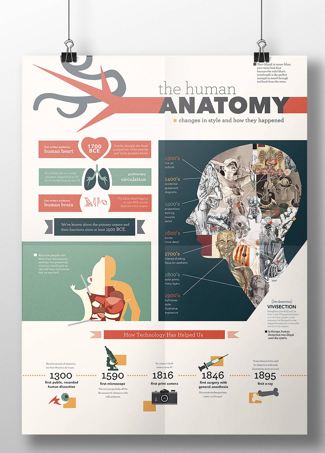 Anatomy Infographic