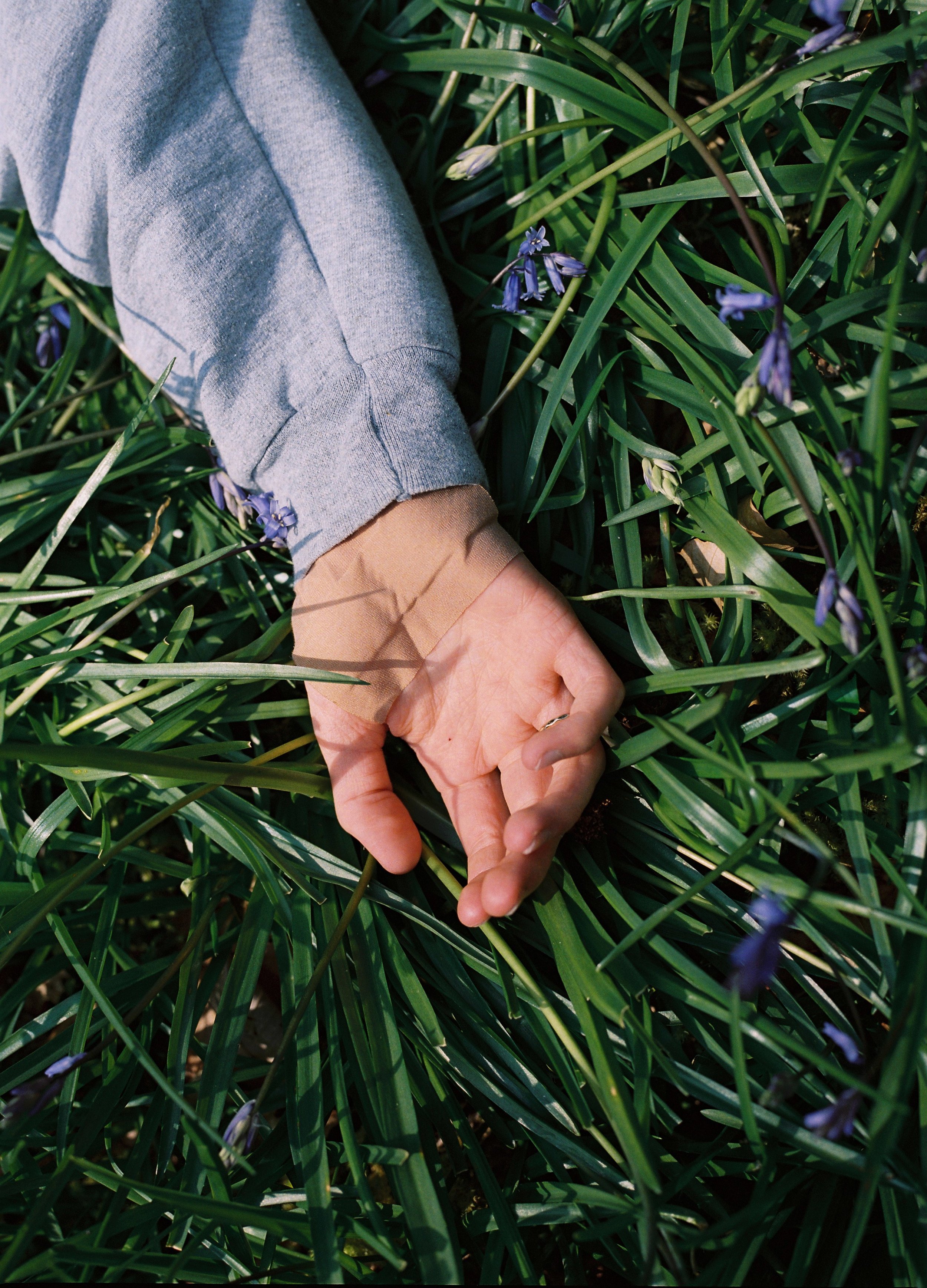 Grazed palms and bluebells