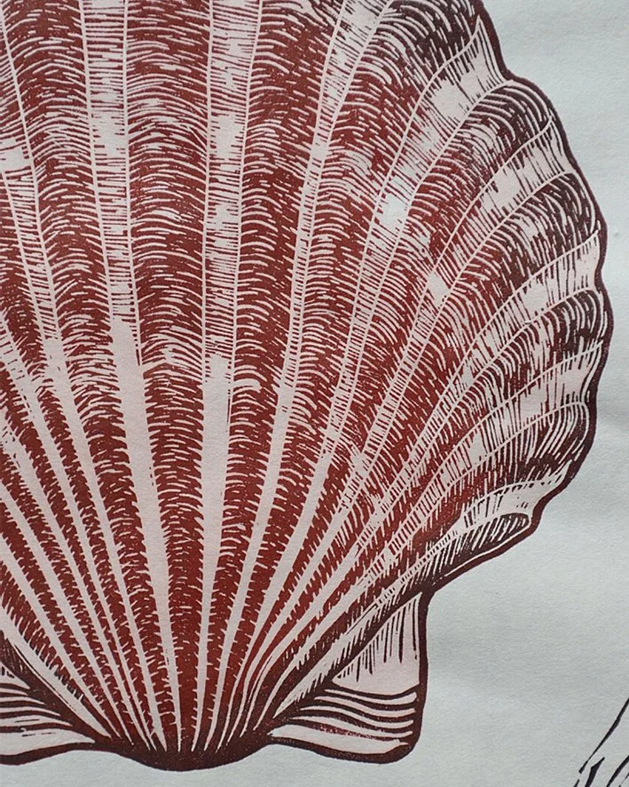 scallop_shell_close.jpg