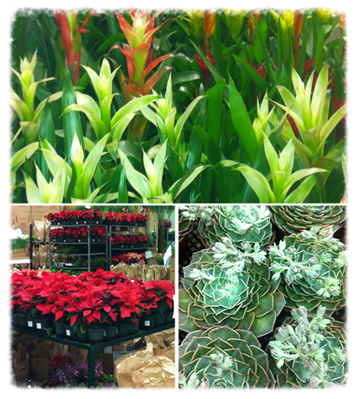 Plants-Front-Page.png