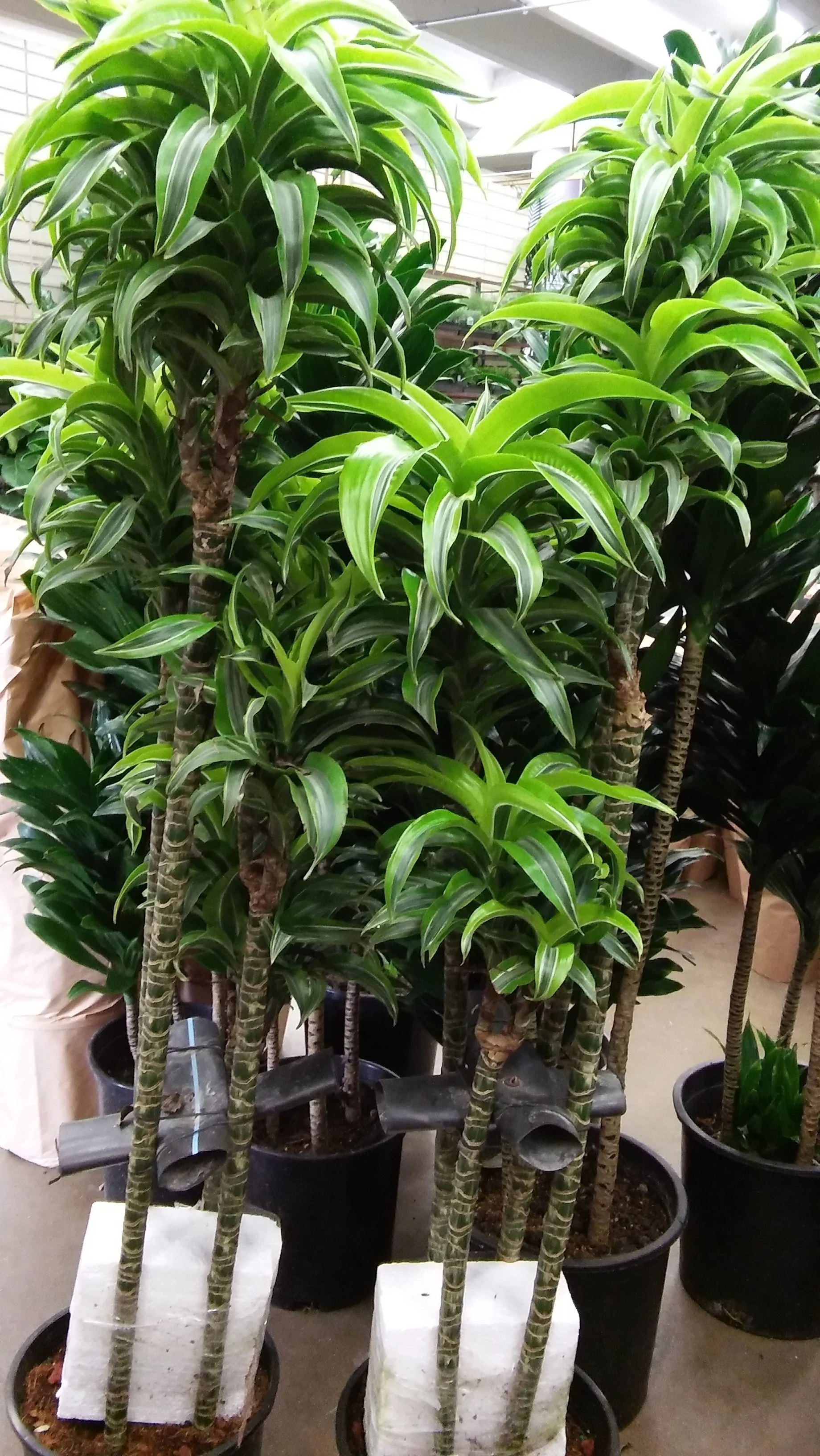 Ficus2.jpg