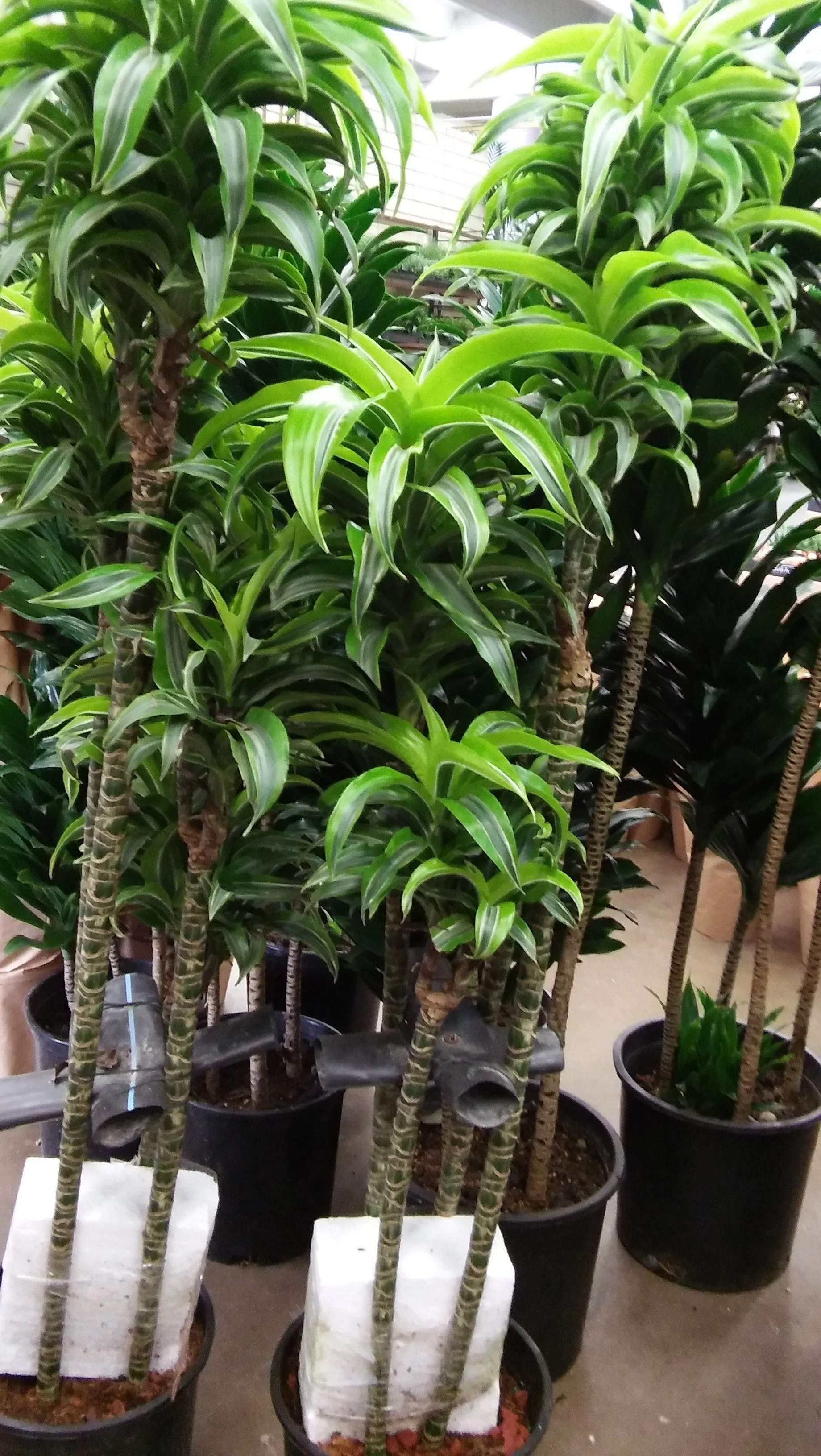Ficus3.jpg