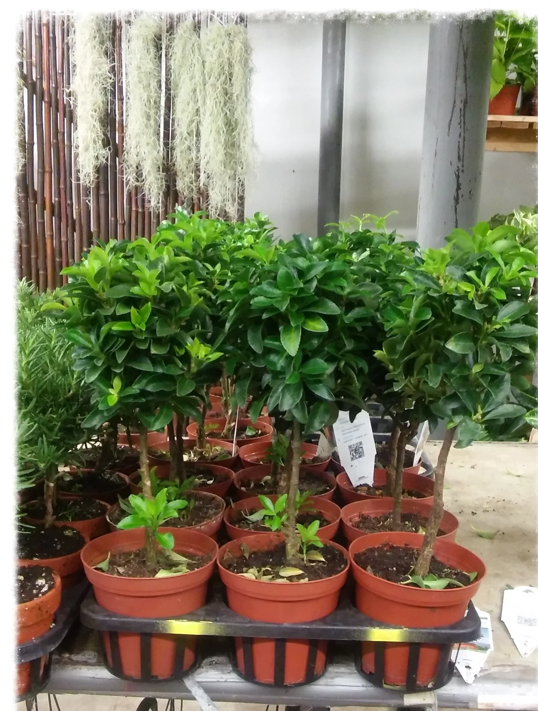 Euonymus4.jpg