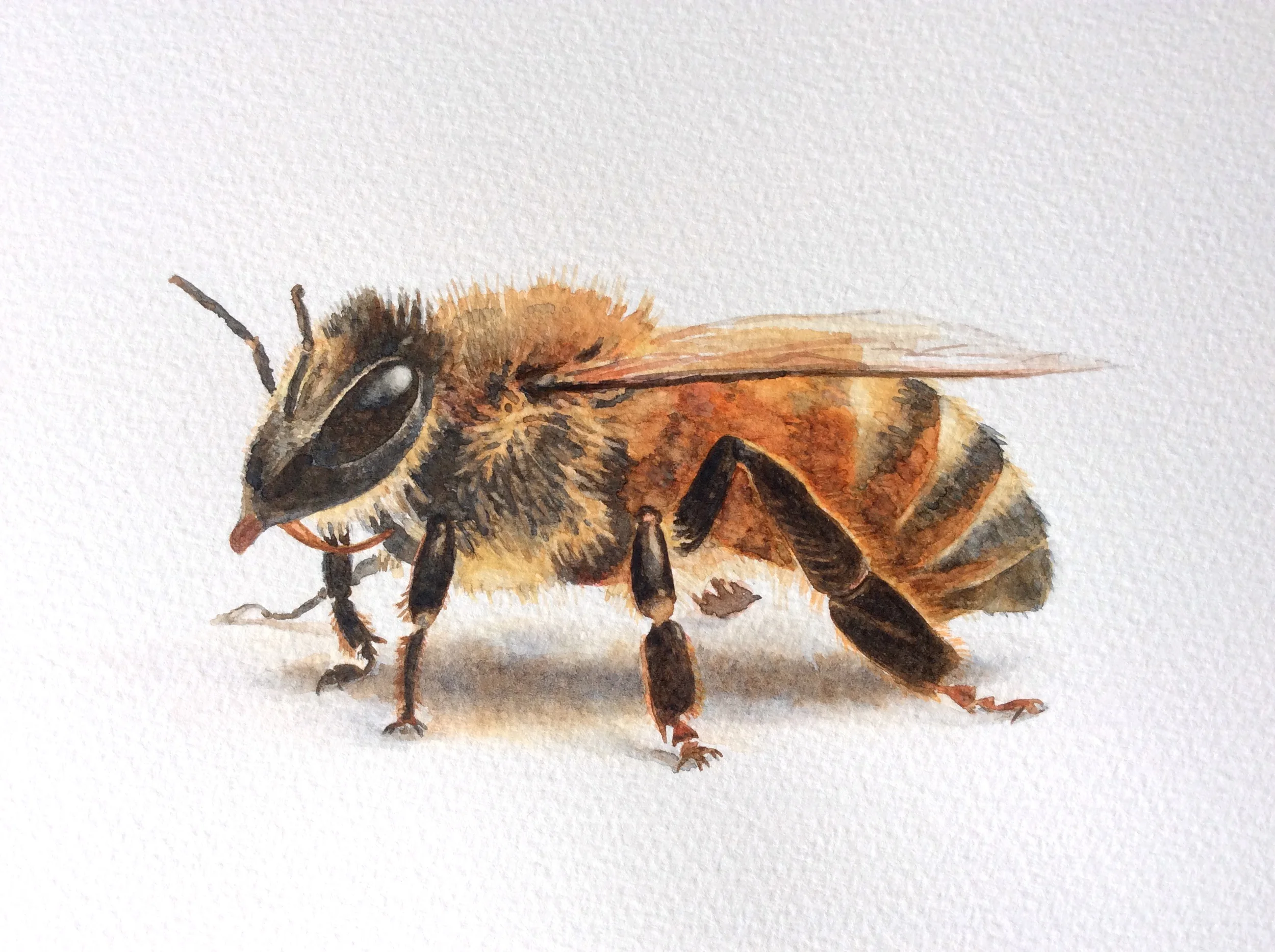 Apis mellifera, the European Honey Bee.