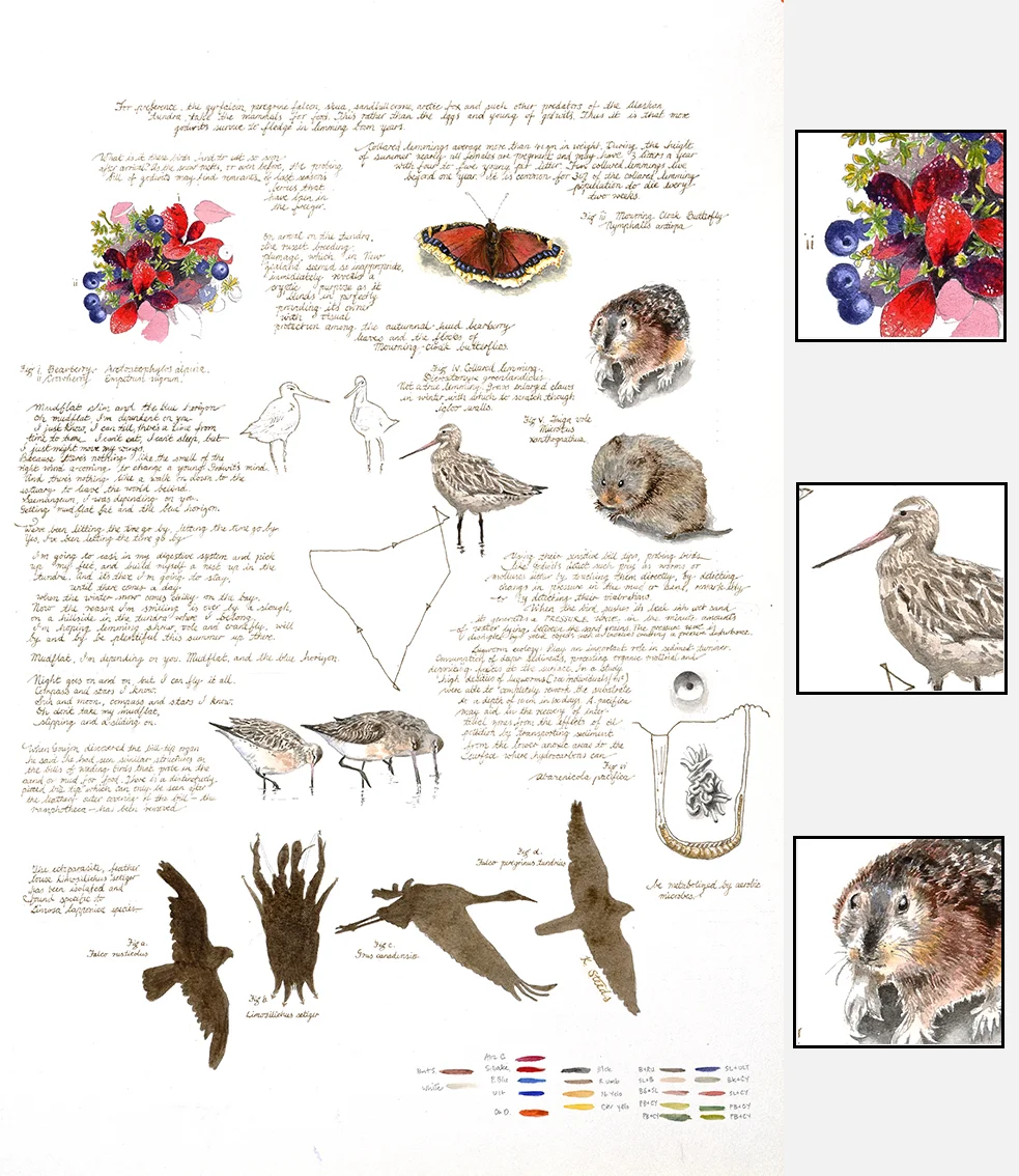 Naturalist’s Diary 2. 640 x 480 mm. Watercolour on paper SOLD
