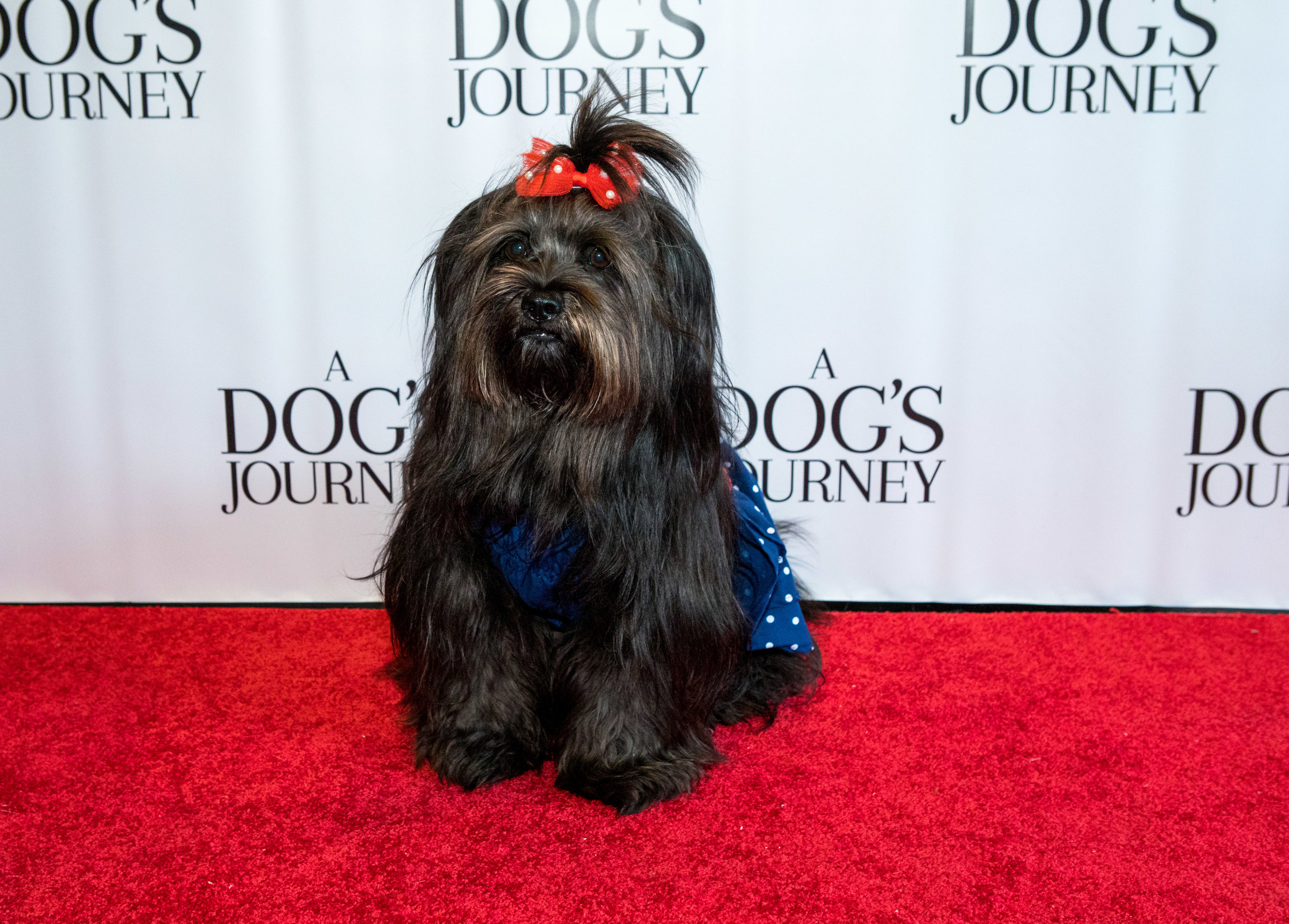 20190428_DogsJourney_Danielle Spires-7939.jpg