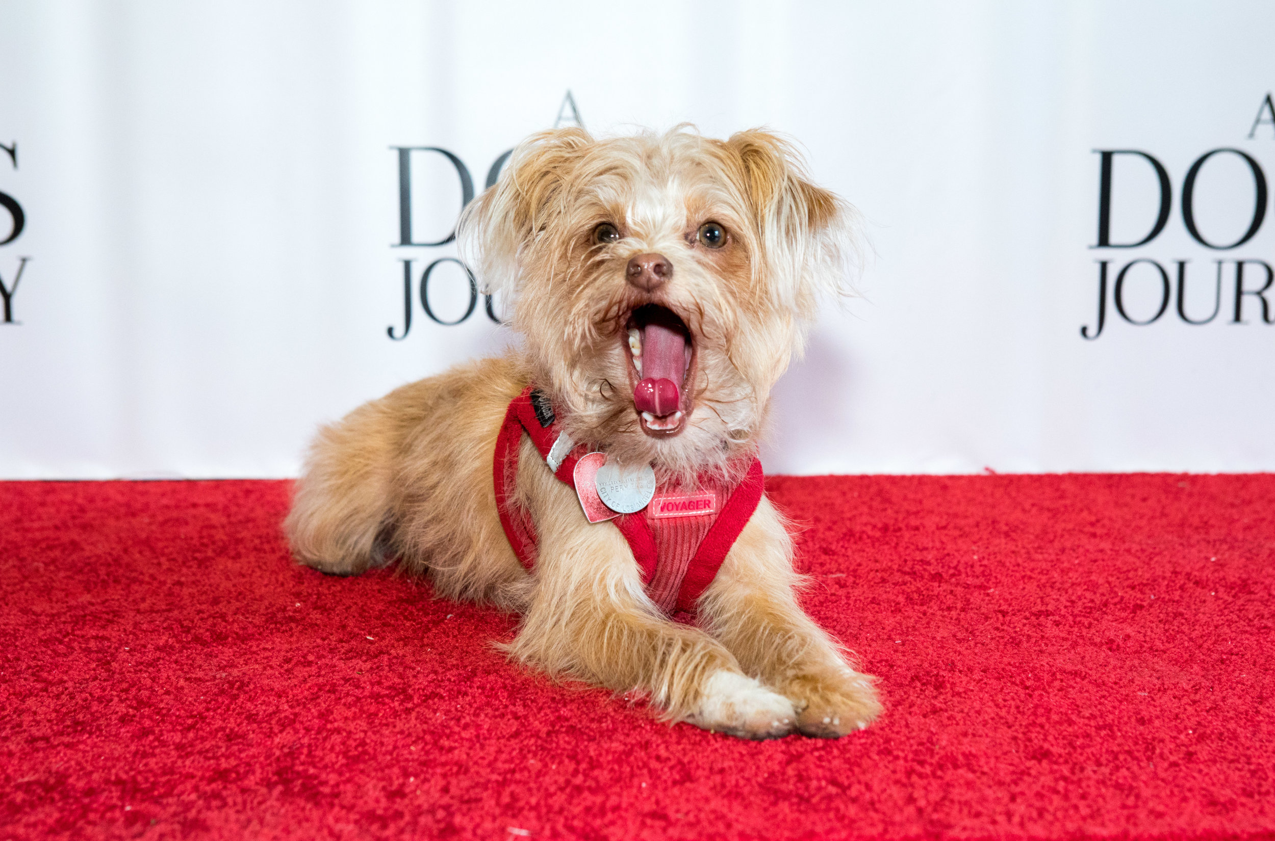 20190428_DogsJourney_Danielle Spires-7934.jpg