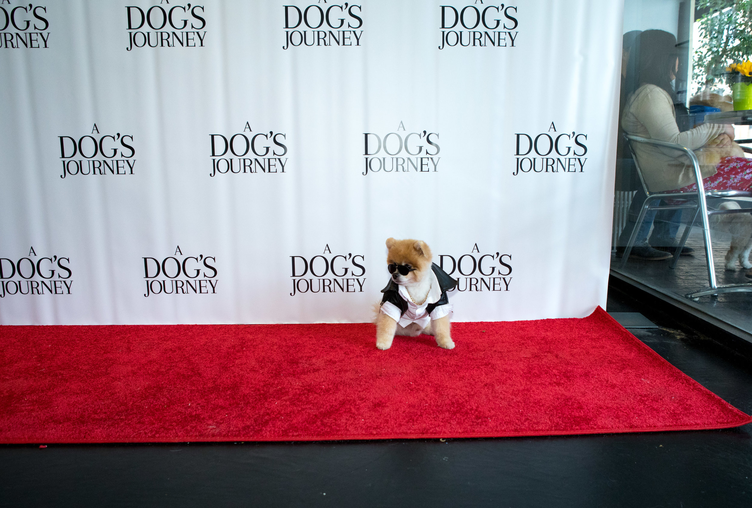 20190428_DogsJourney_Danielle Spires-8214.jpg