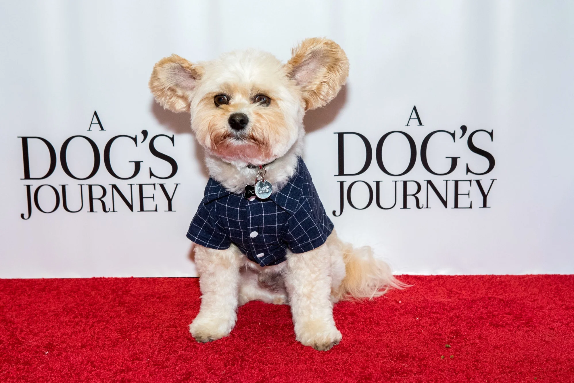 20190428_DogsJourney_Danielle+Spires-7995.jpg