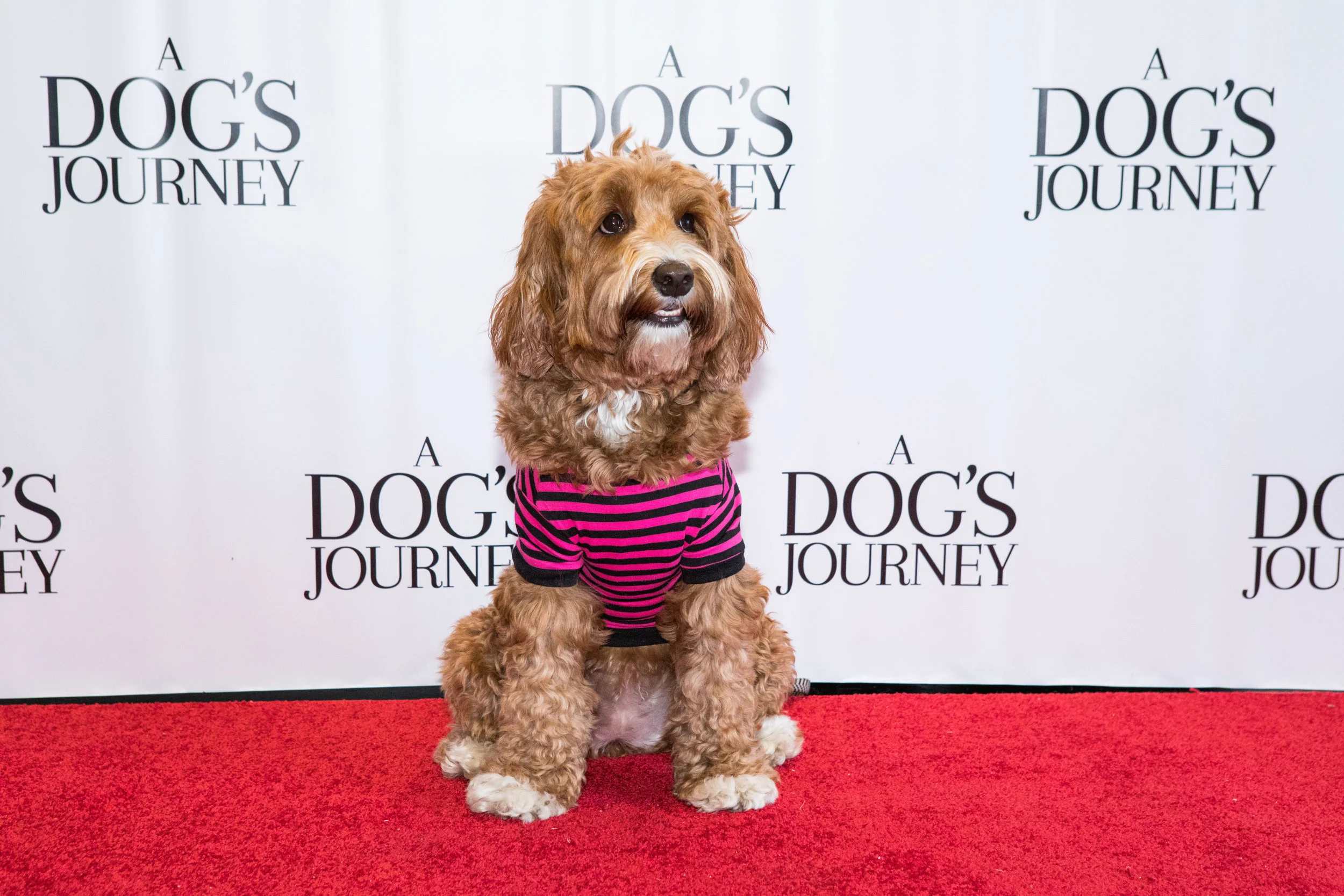 20190428_DogsJourney_Danielle Spires-7821.jpg
