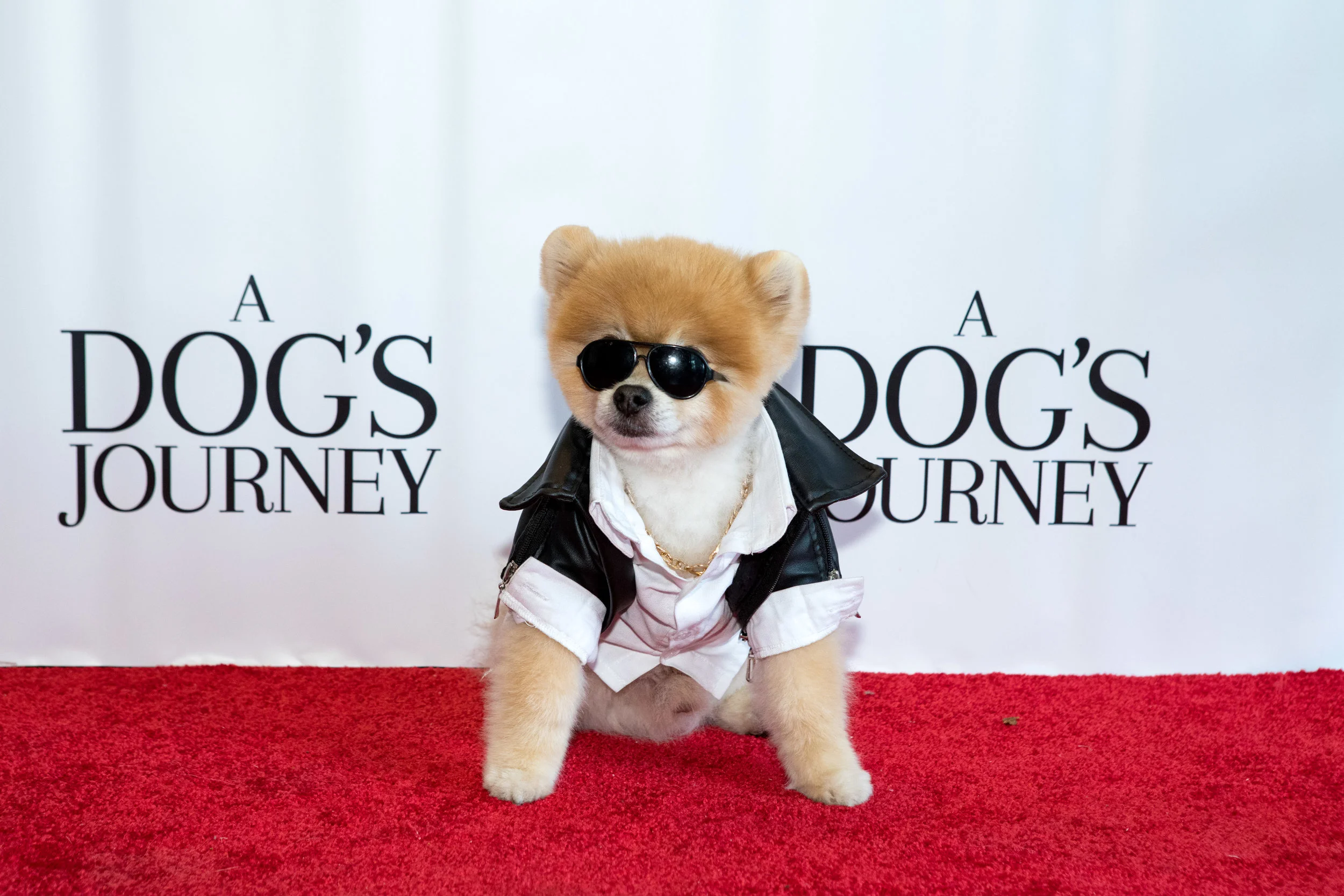 20190428_DogsJourney_Danielle Spires-8196.jpg