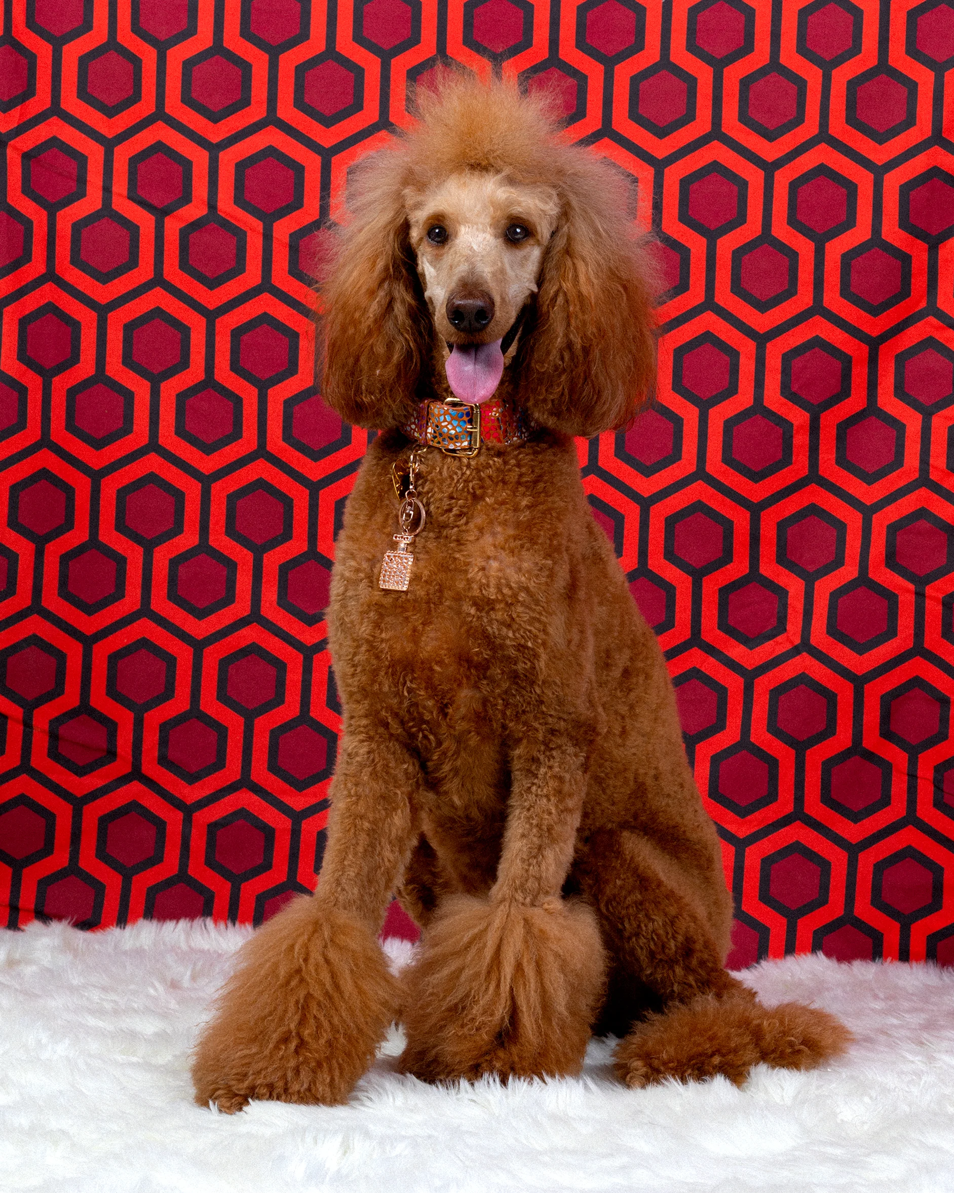20190713_Pet Photography_Danielle Spires-9144.jpg