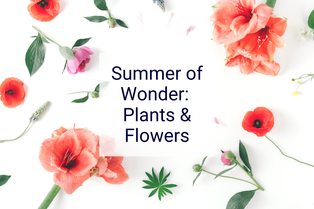 Summer of Wonder: Flowers &amp; Plants