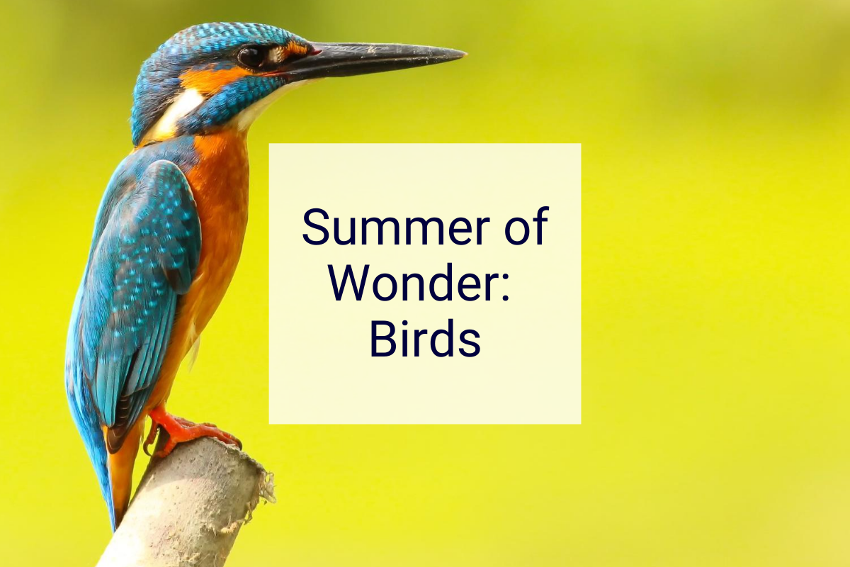 Summer of Wonder: Birds