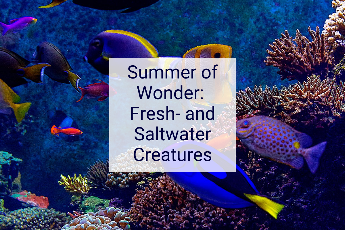 Summer of Wonder - Fresh and Salt Water Creatures