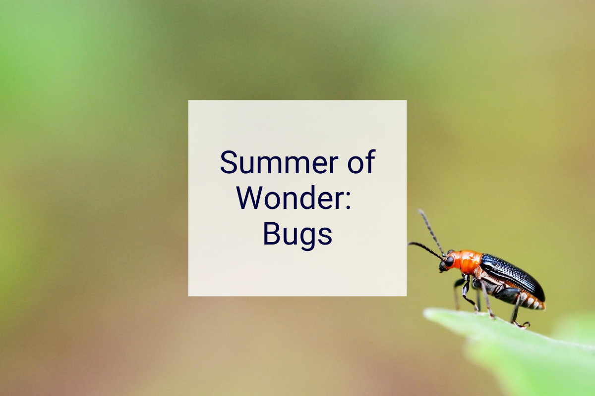 Summer of Wonder - Bugs