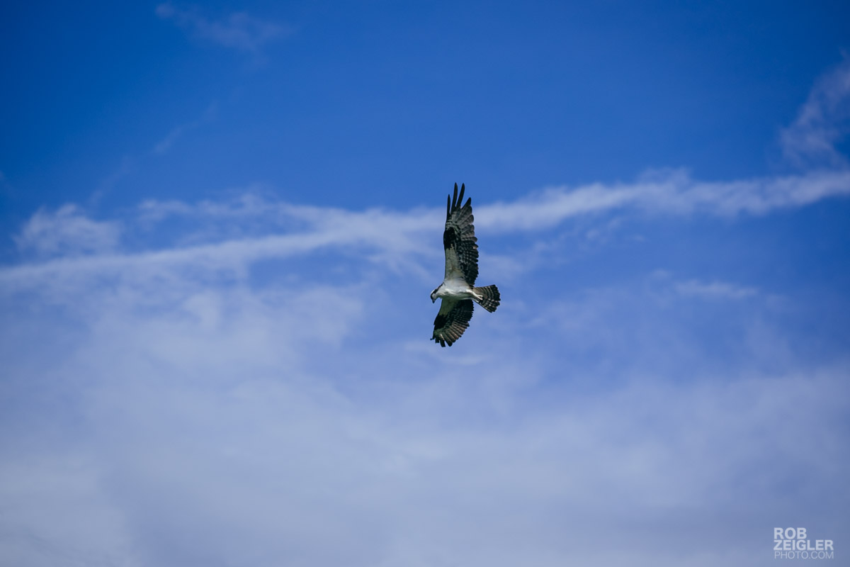 This is one example of a shot where I would have liked just a bit more reach than the 140mm could manage to provide.