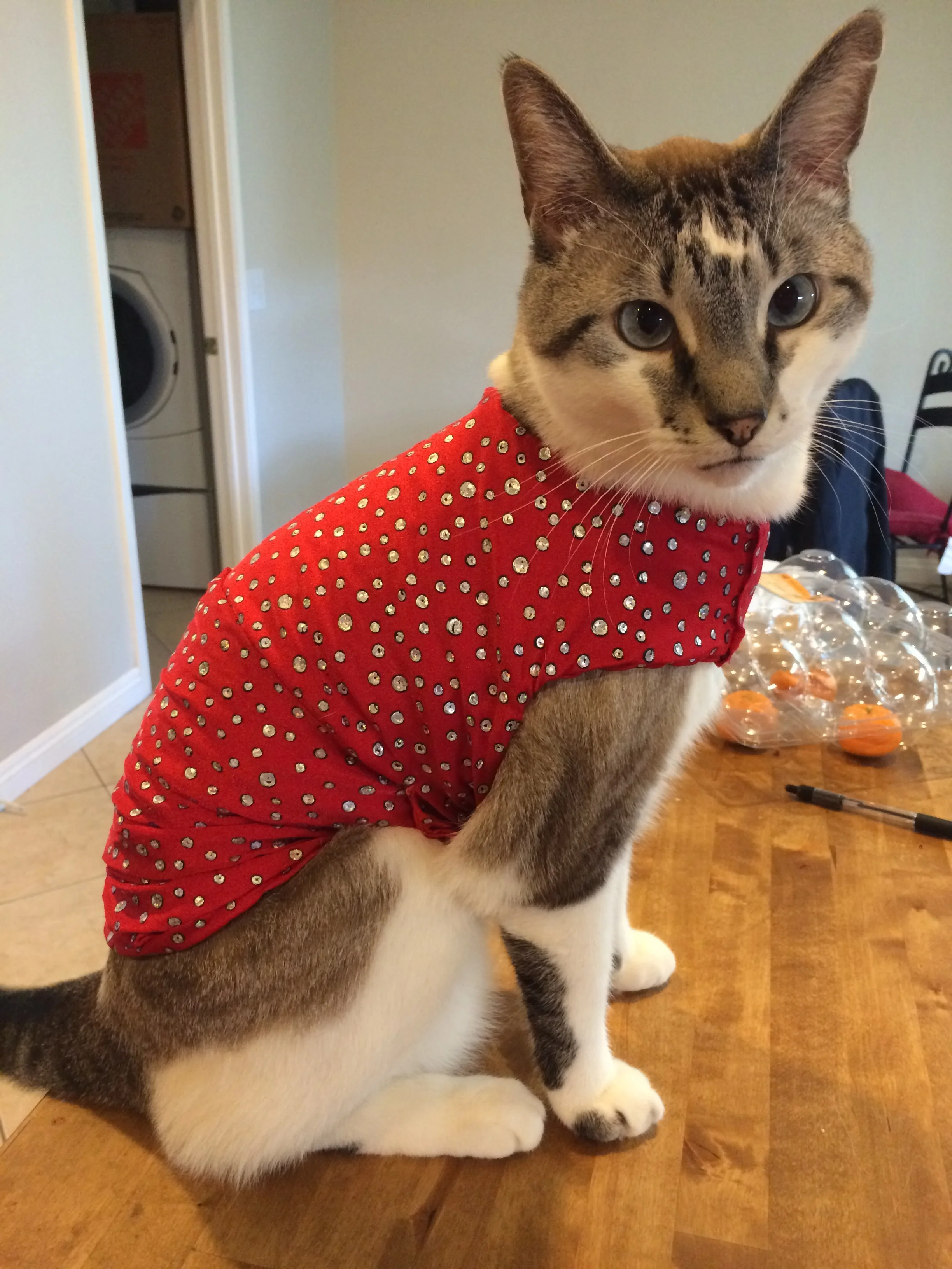 Milo's red sequin shirt! He looks Fabulous! 
