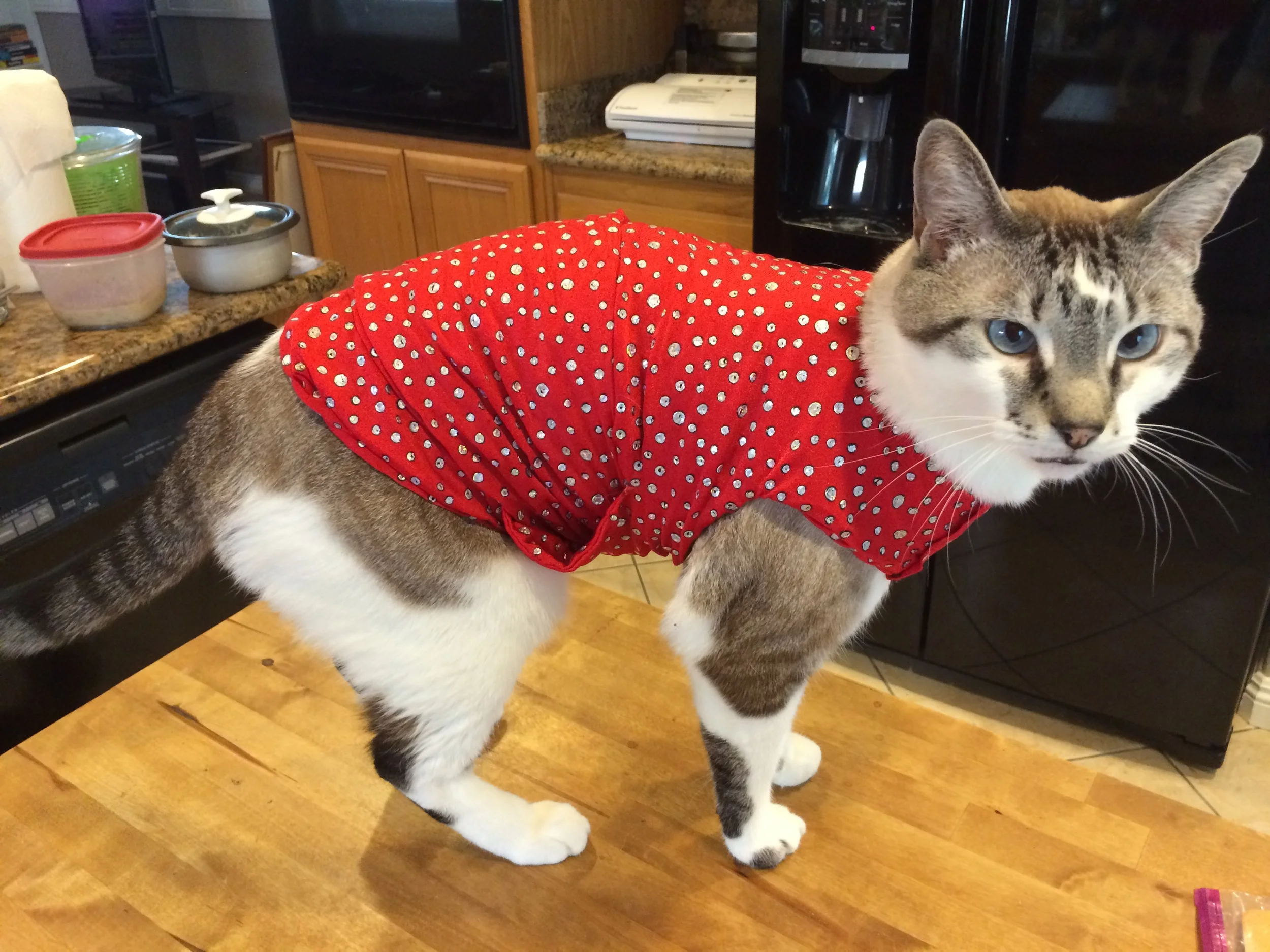 My husband hates it when I have Milo wear this shirt, haha. 