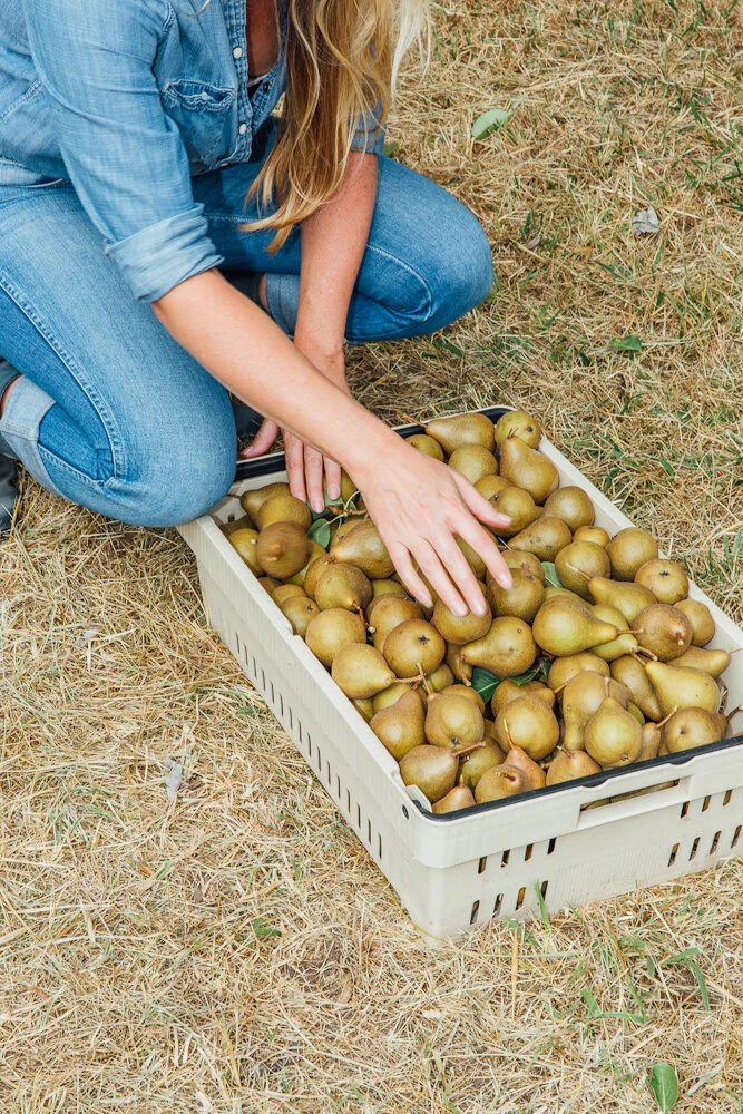 Heritage Bosc pears / Photo by Amber Fouts