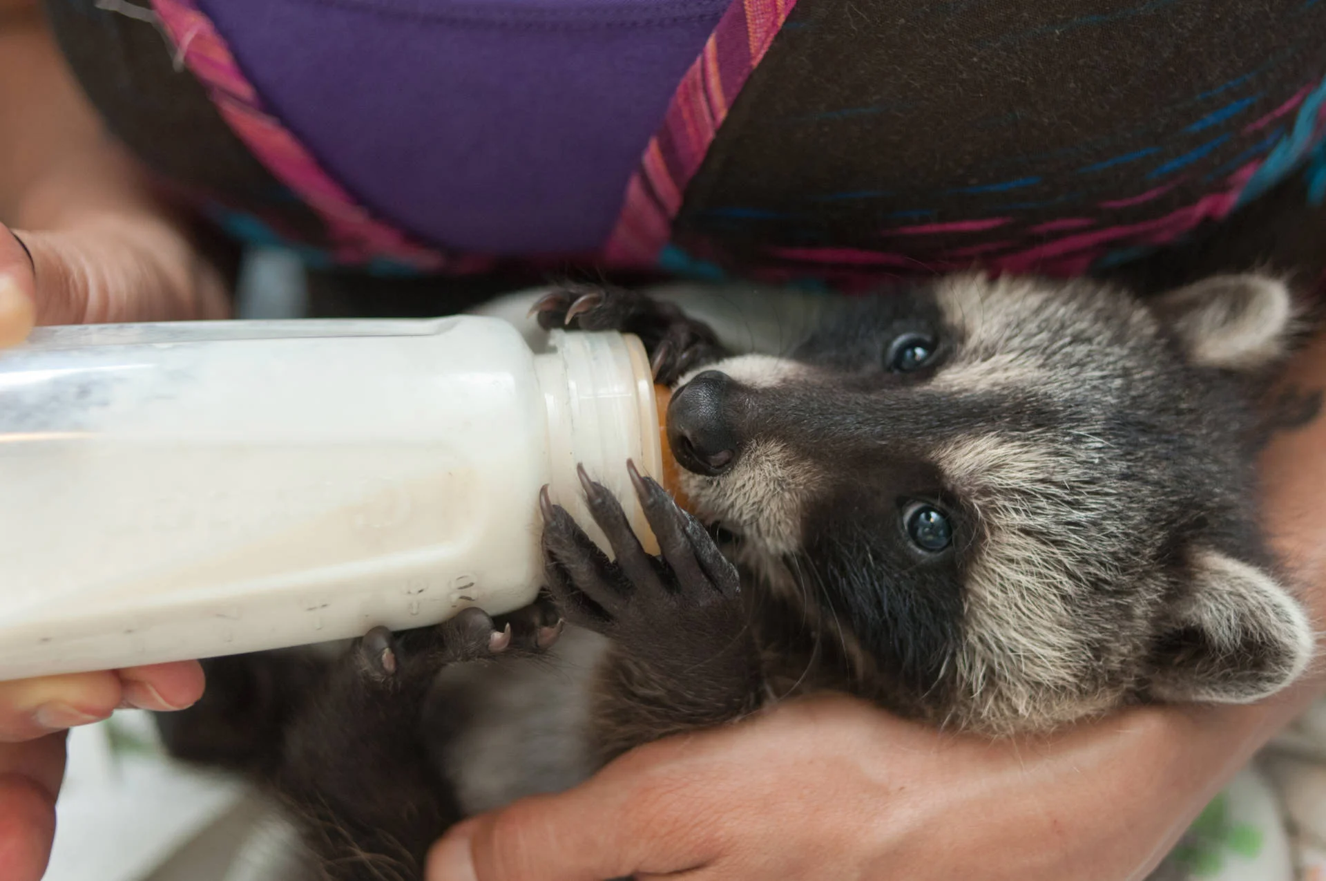 What Happens to Raccoons Trapped in San Francisco? KQED // Bay Curious June 2016 Listen