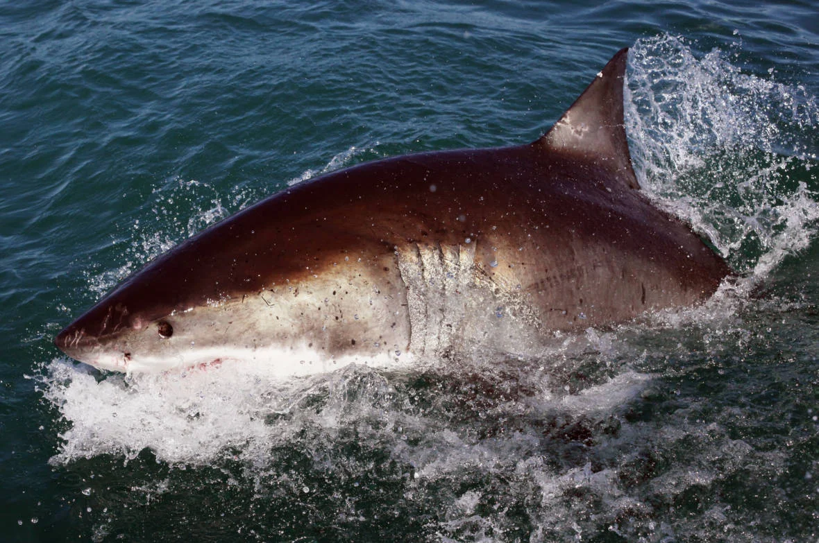 How Worried Should You Be About Shark Attacks? March 2018 Listen/Read