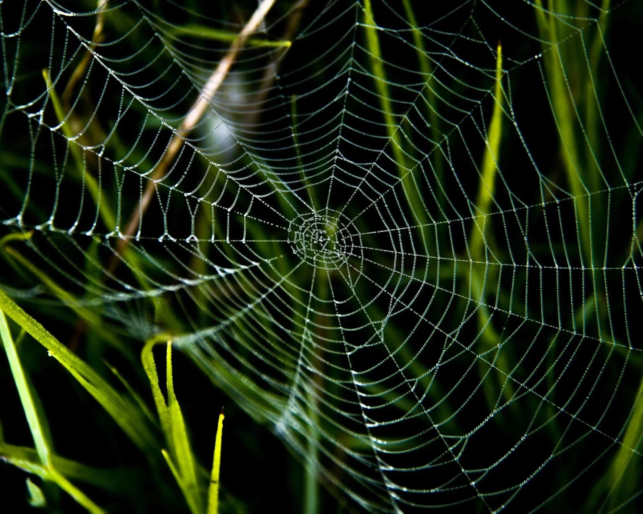 When Business Thinking Becomes Its Own Trap: How Nature Can Break Us Free