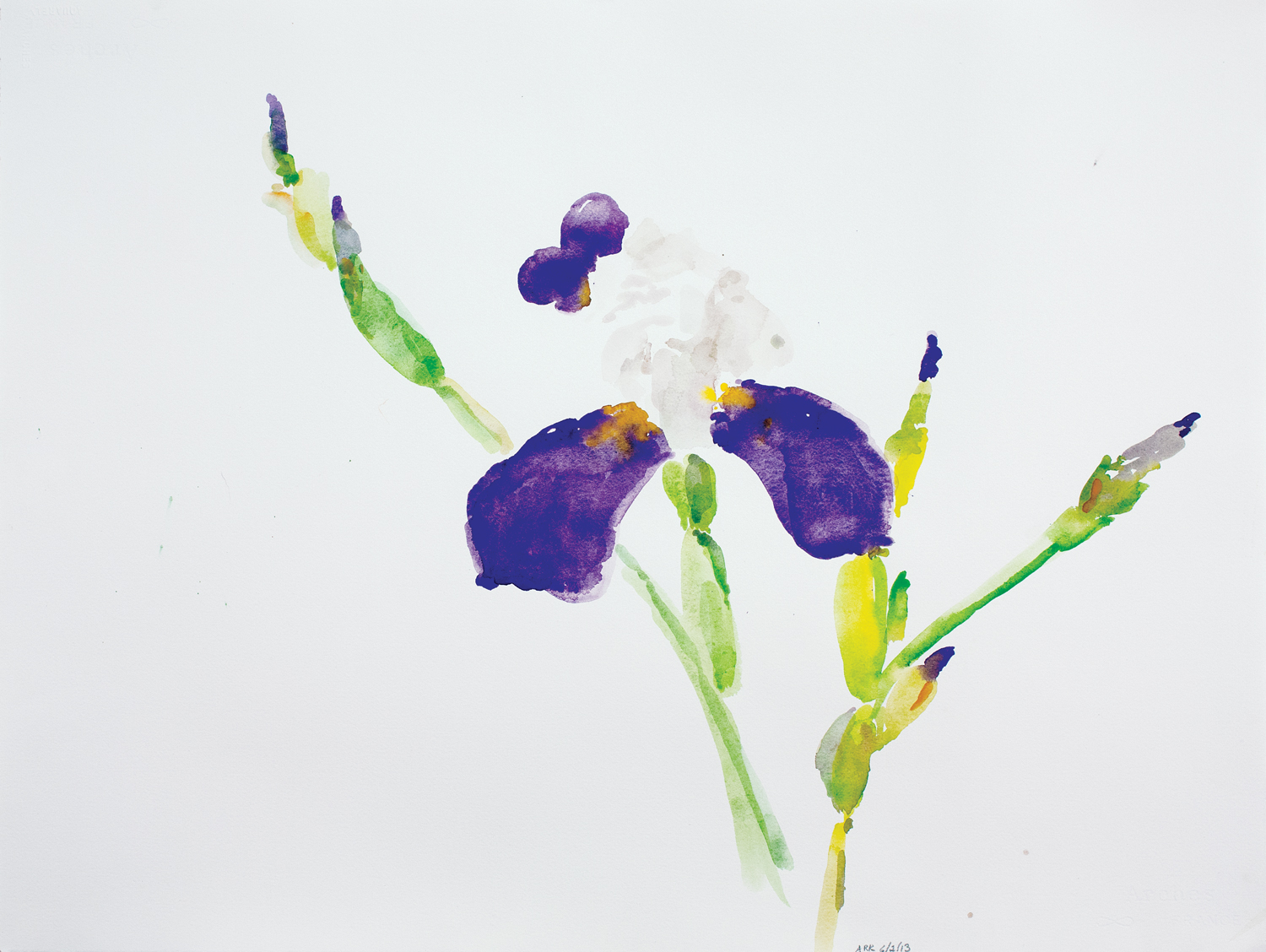 Iris-6213-22x30