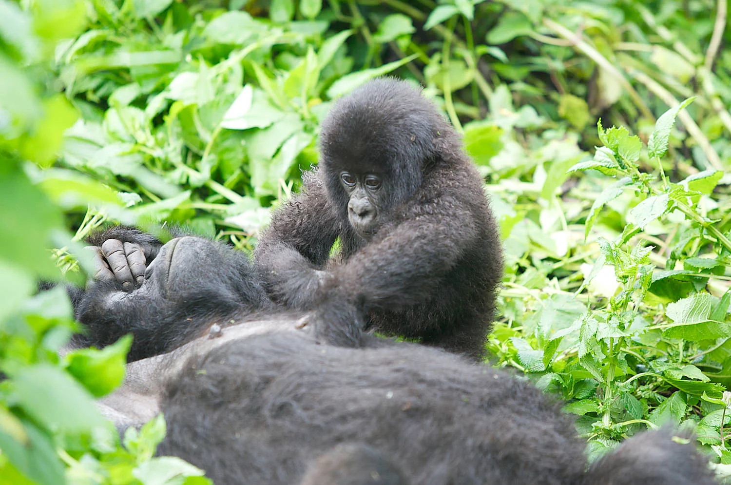 Wild Mountain gorilla infant playing with mother.jpg