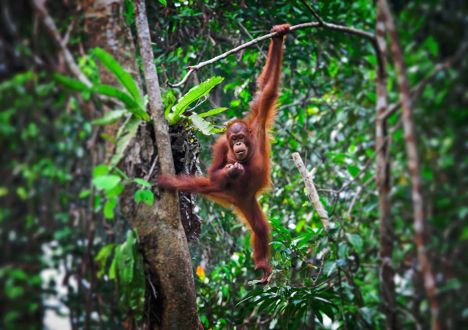 Bonean orangutan hanging on branch.jpeg