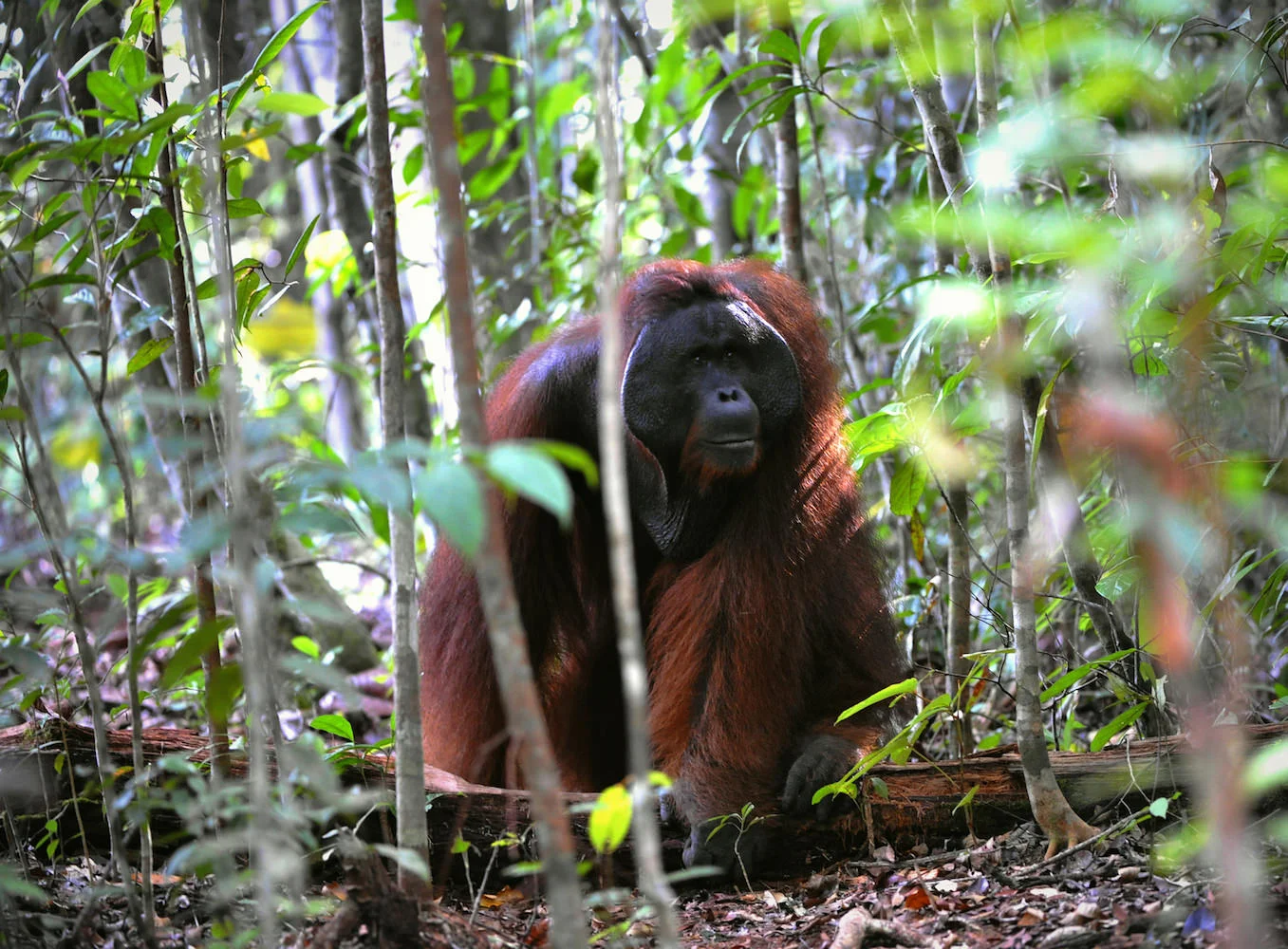 Flanged male orangutan in forest.jpeg