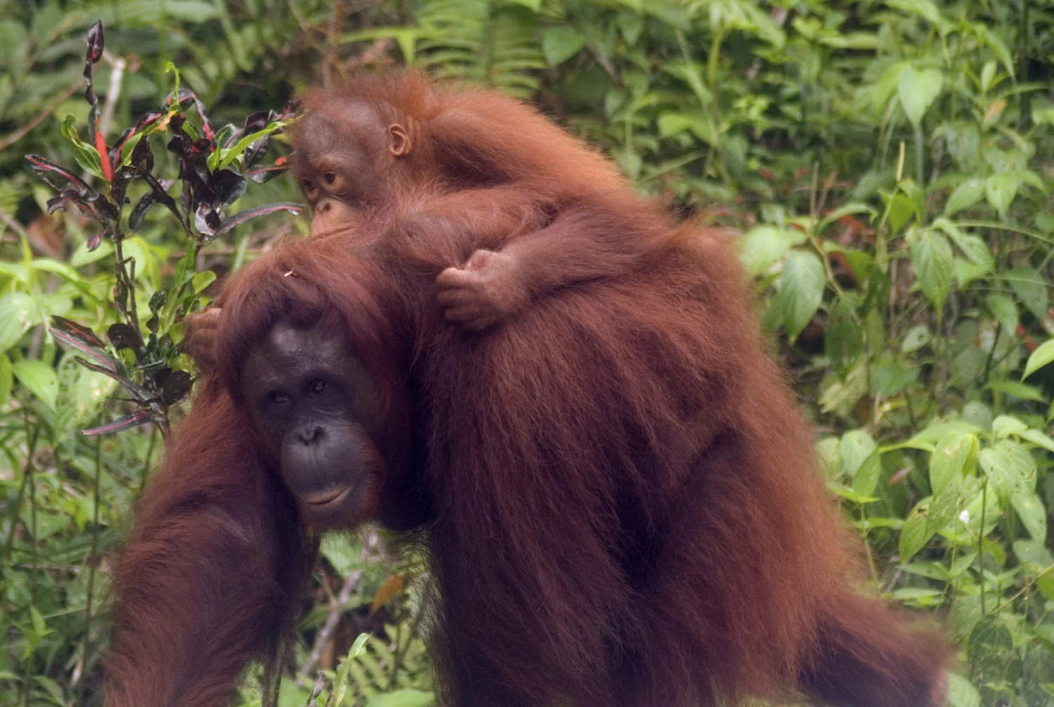 Orangutan female carrying infant on back.jpeg