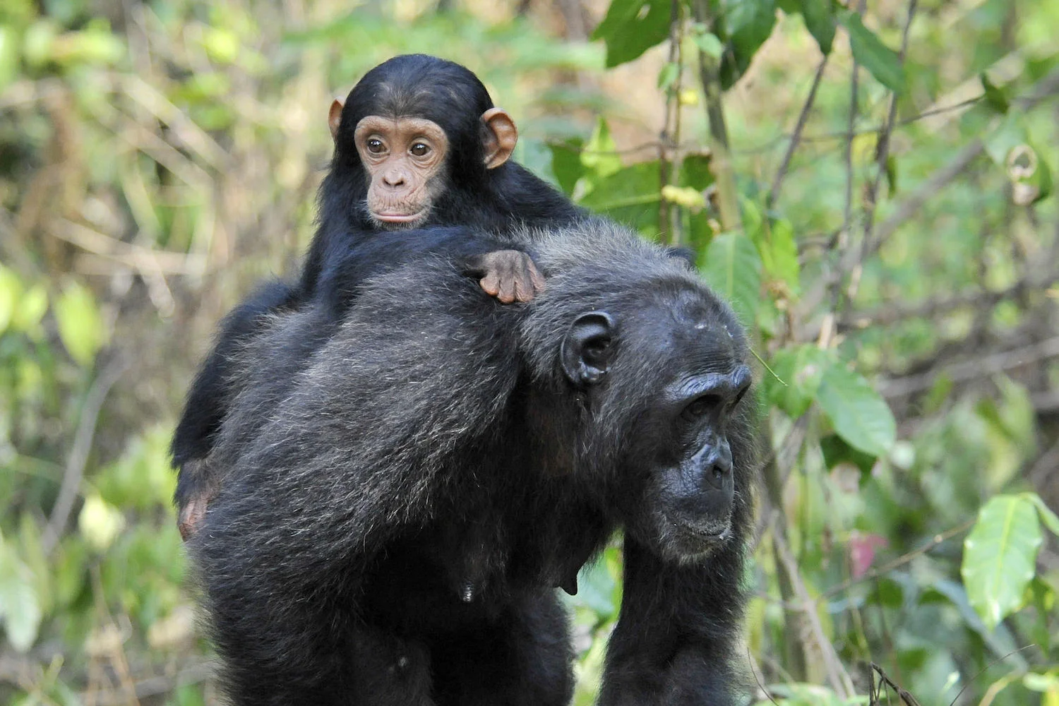 Wild chimpanzee female carrying infant.jpeg