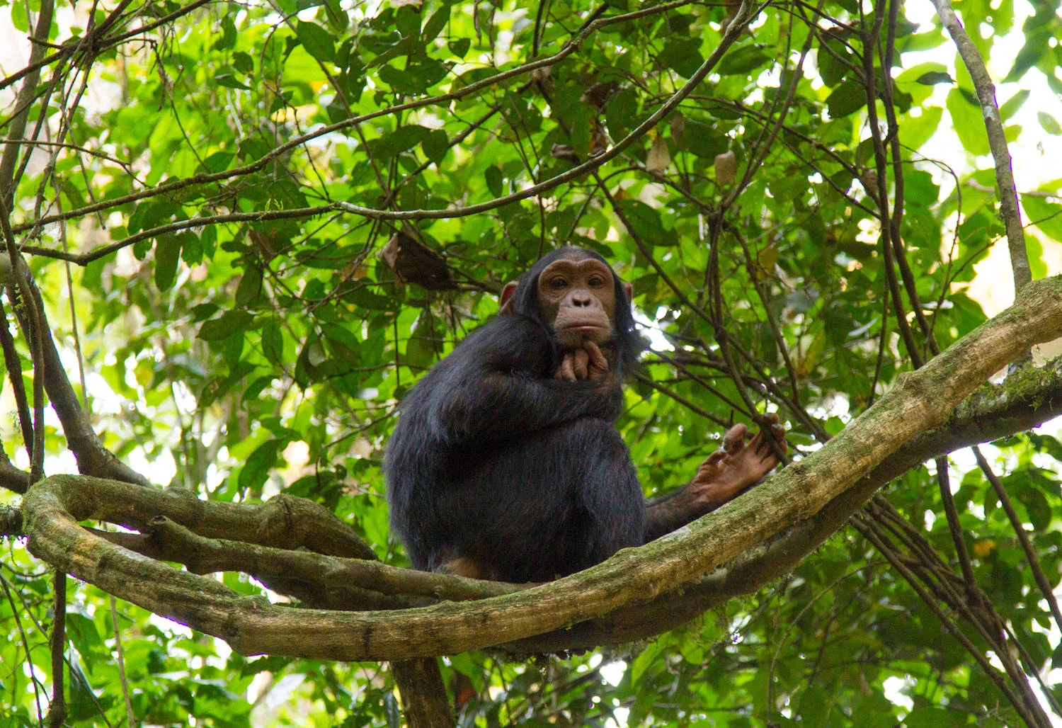 wild chimpanzee juvenile in tree.jpeg