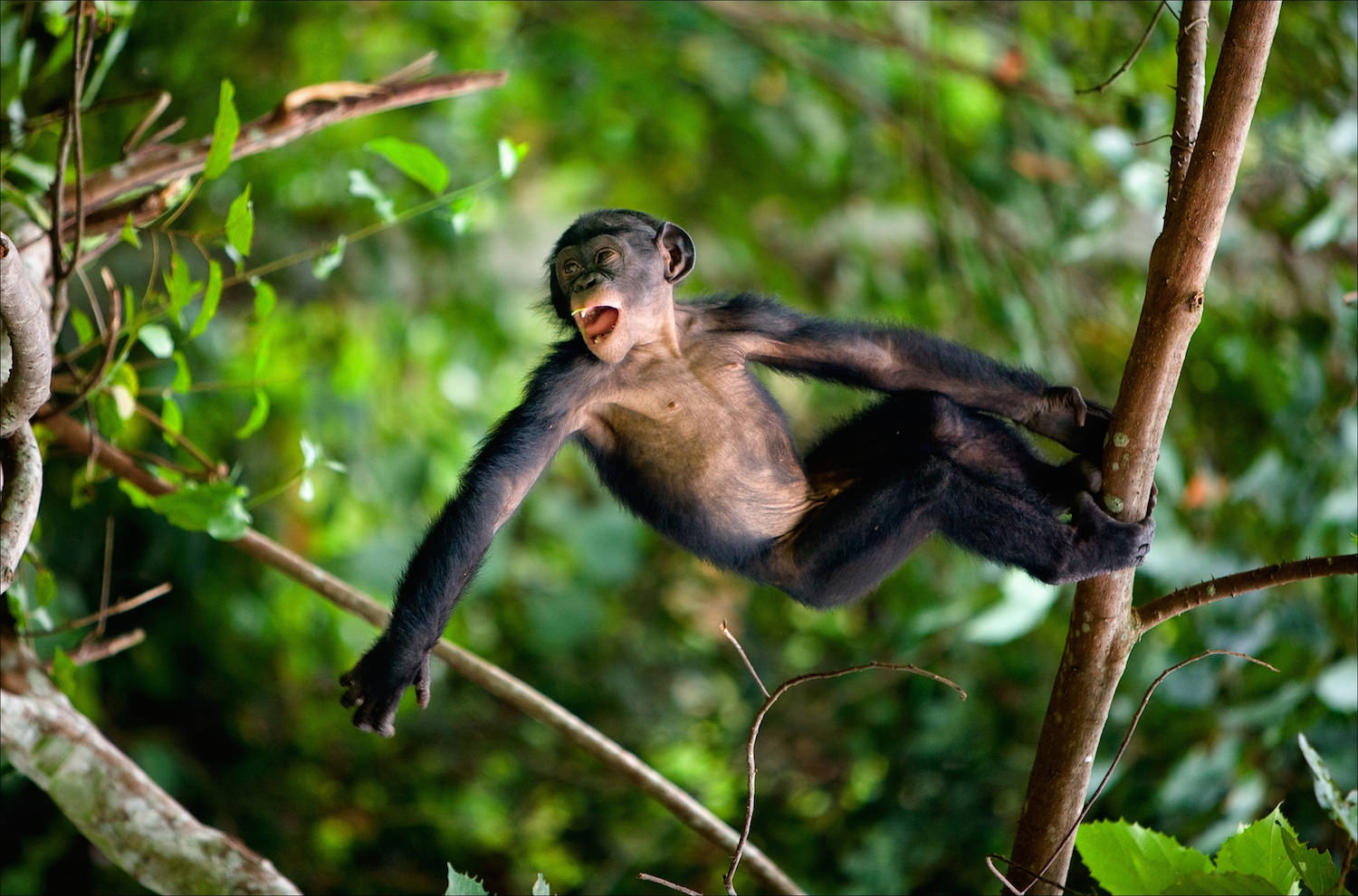 Wild juvenile bonobo on tree branch.jpeg