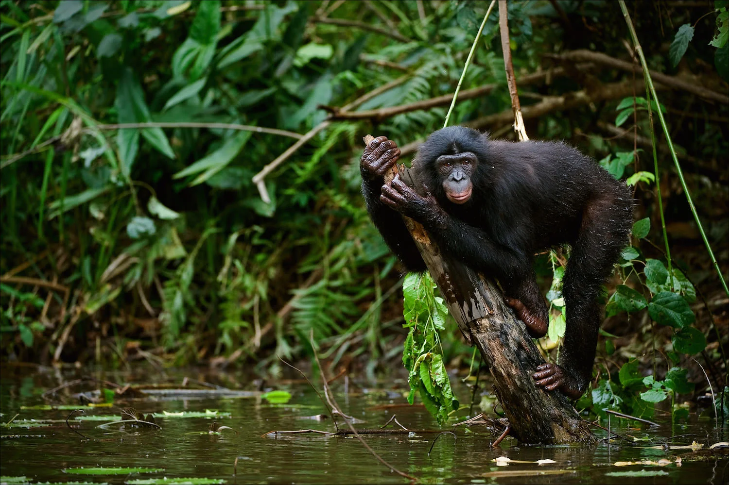 Wild bonobo clinging on water tree trunk.jpeg