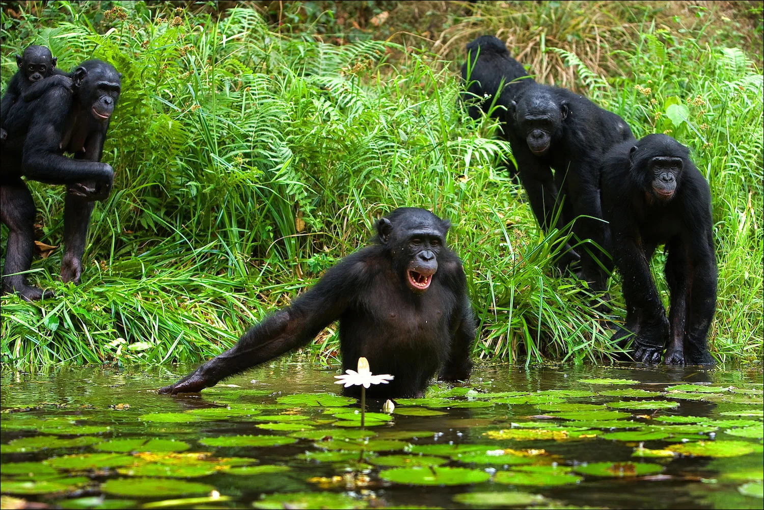 Wild bonobos wading in lilly lake.jpeg