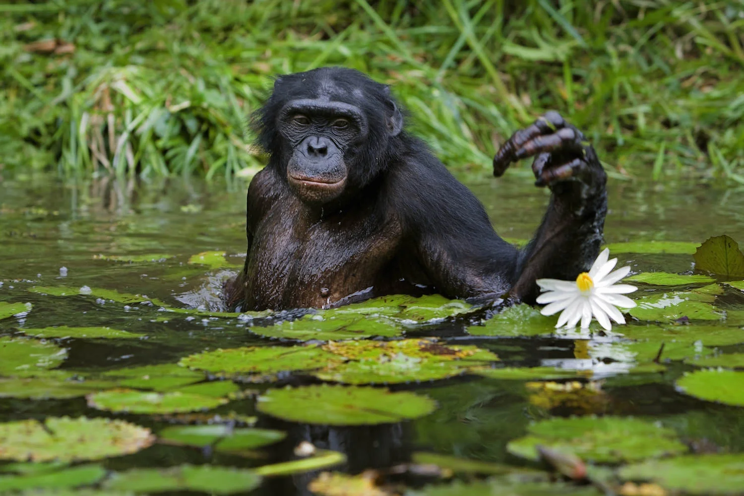 Bonobo feeding on water lilies
