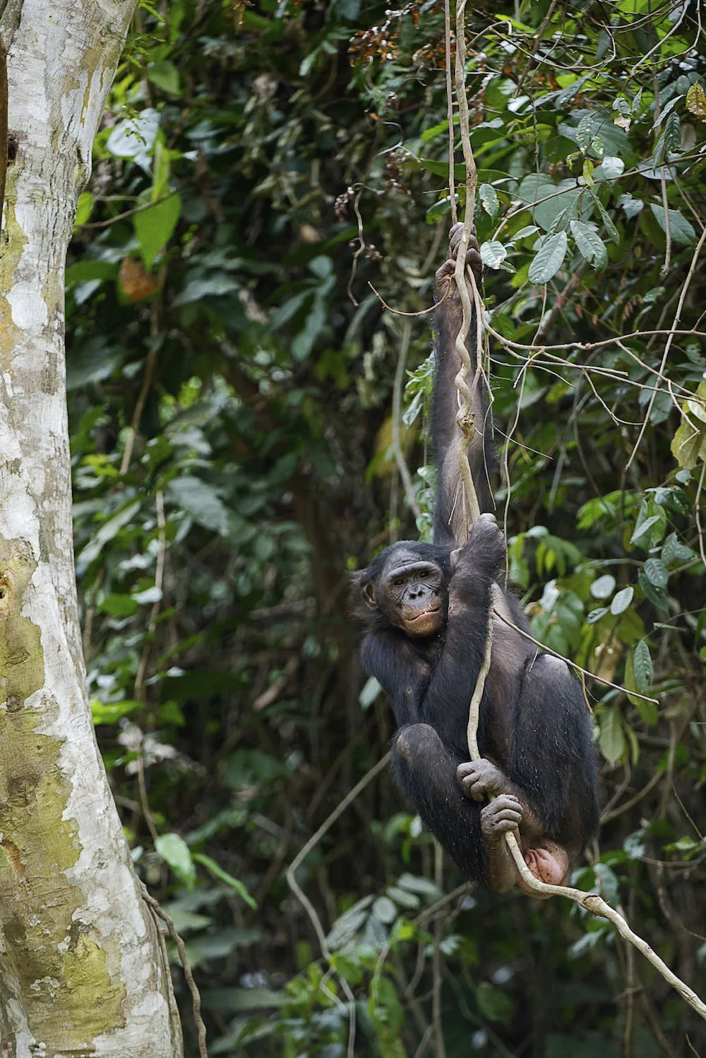 Female bonobo hanging around in Congo