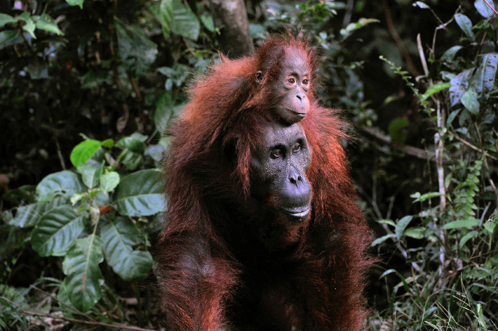 Mini fixed Orangutan mother with baby around neck.jpeg