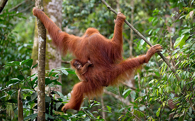 Orangutan_3233162b.jpg