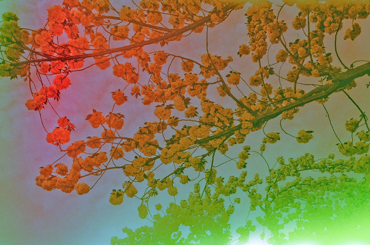 2012-04-15-Hanami-sm.jpg