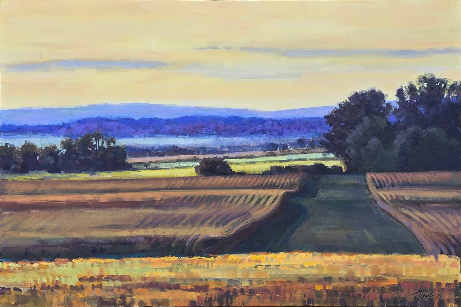 Yellow Field.jpg