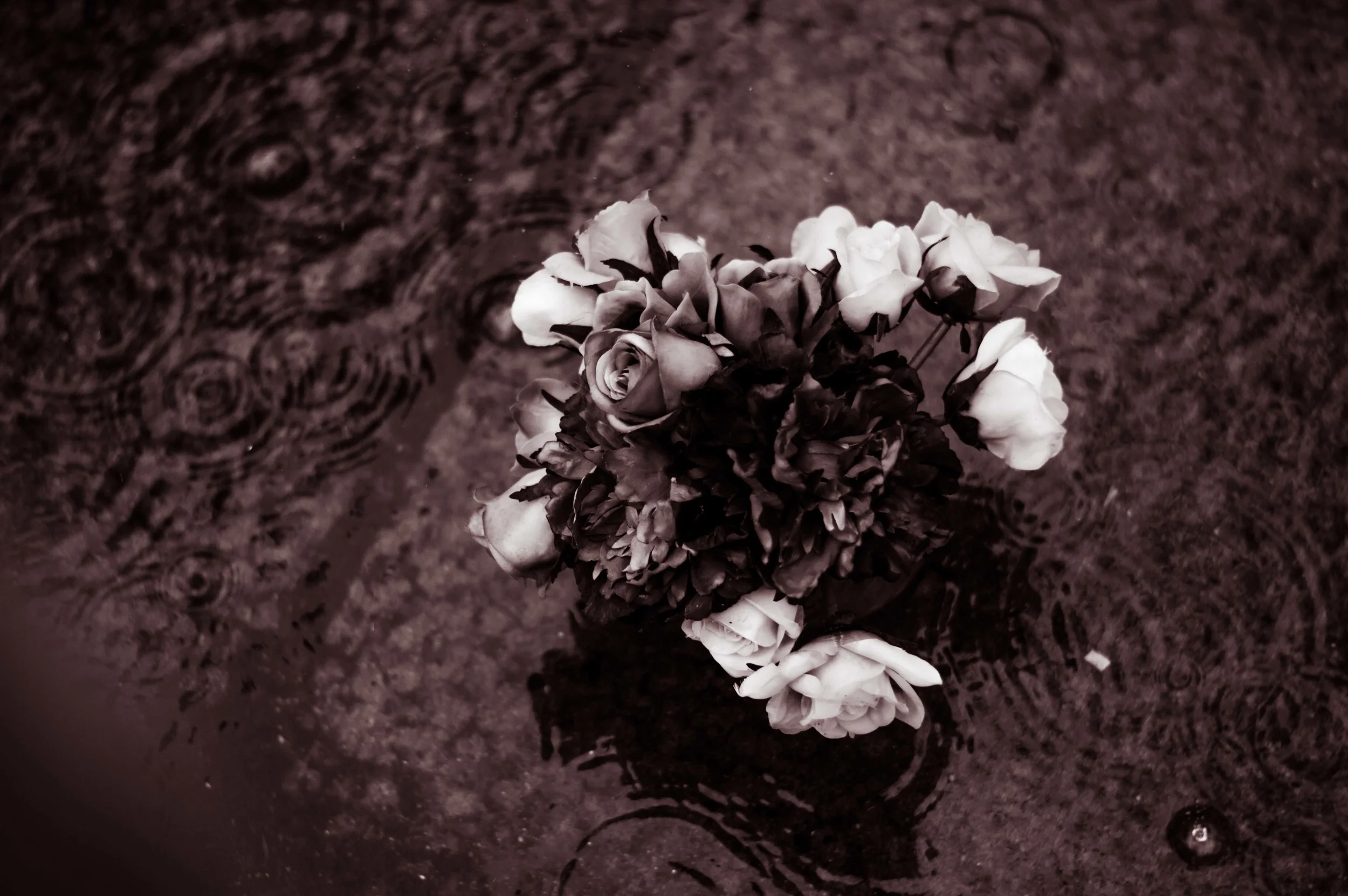rain flowers-122pw316.jpg