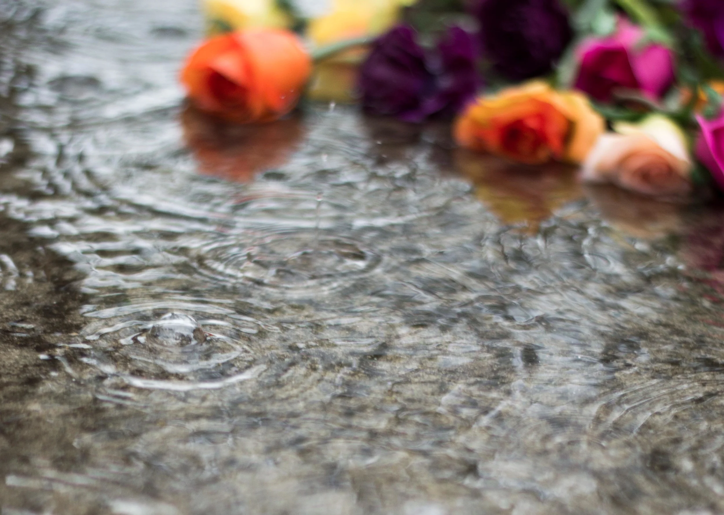 rain flowers-126pw316.jpg