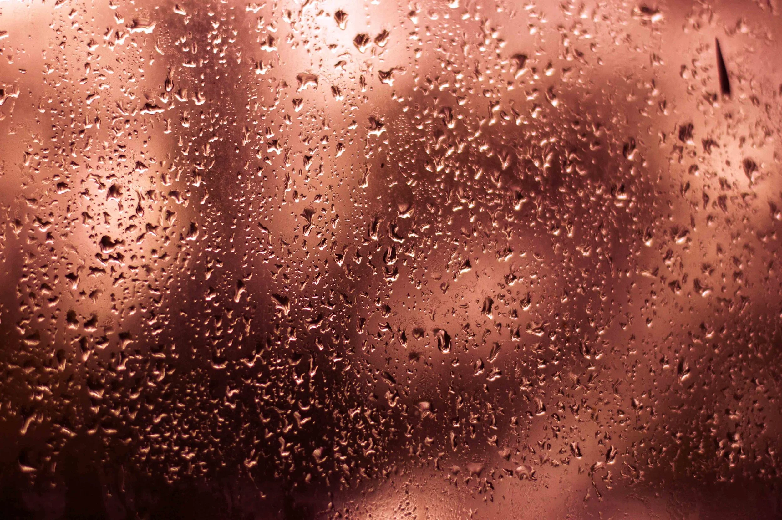 rain flowers-131pw316.jpg