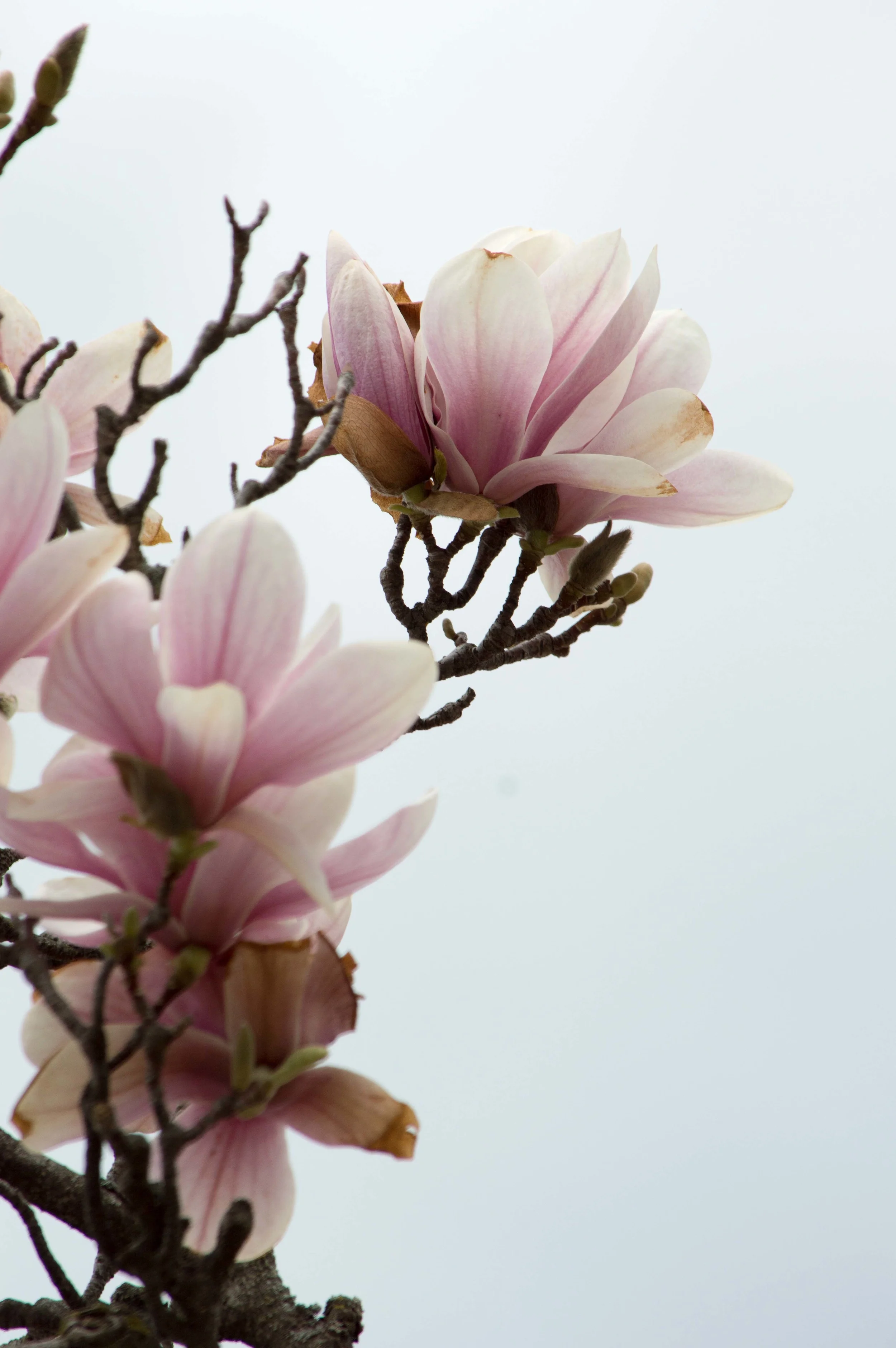4-29-15-2pw316.jpg