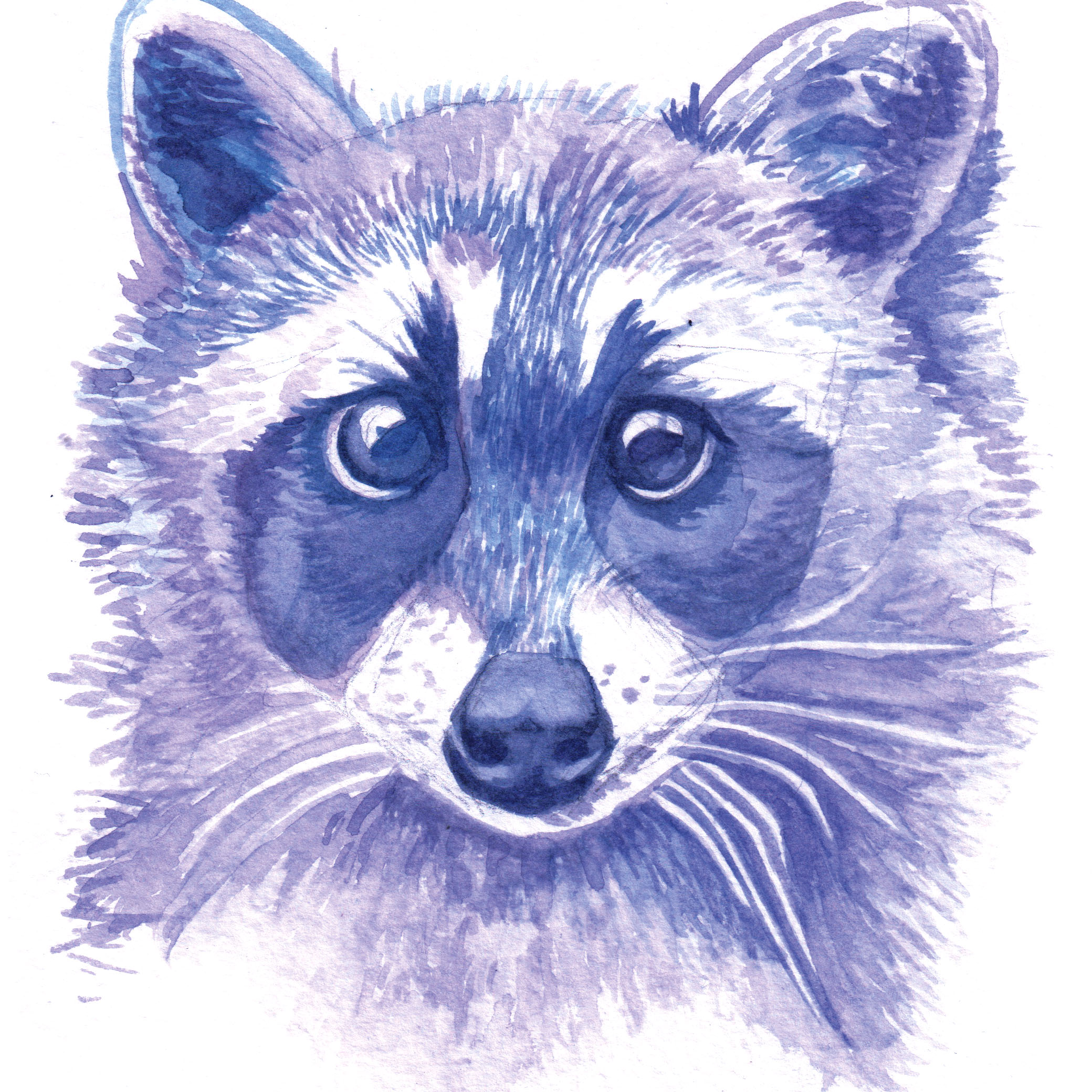 "Blue Raccoon" Watercolor on Paper