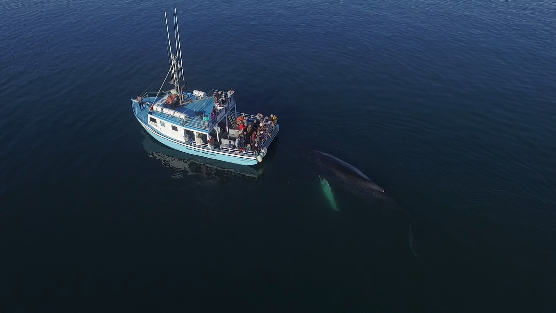Humpback Whale floating at the back of The Chad Sisters Whale watching vessel